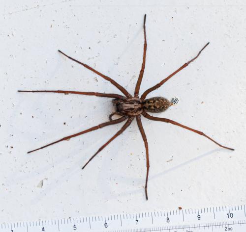 Eratigena sp.